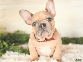 French Bulldog dogs - Ad 32