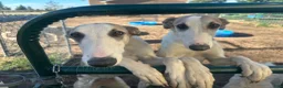 Mixed Breed dogs for sale: Journey - Ad 16