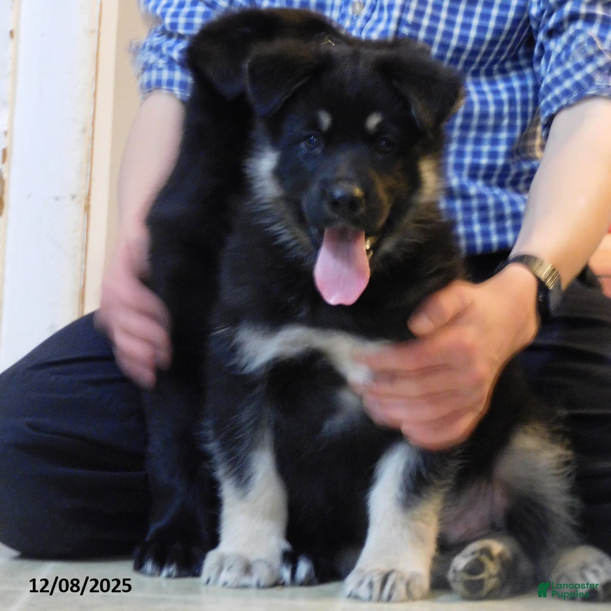 German Shepherd dogs Hershey - Ad 2