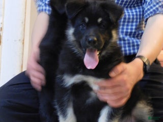 German Shepherd dogs Hershey - Ad 12