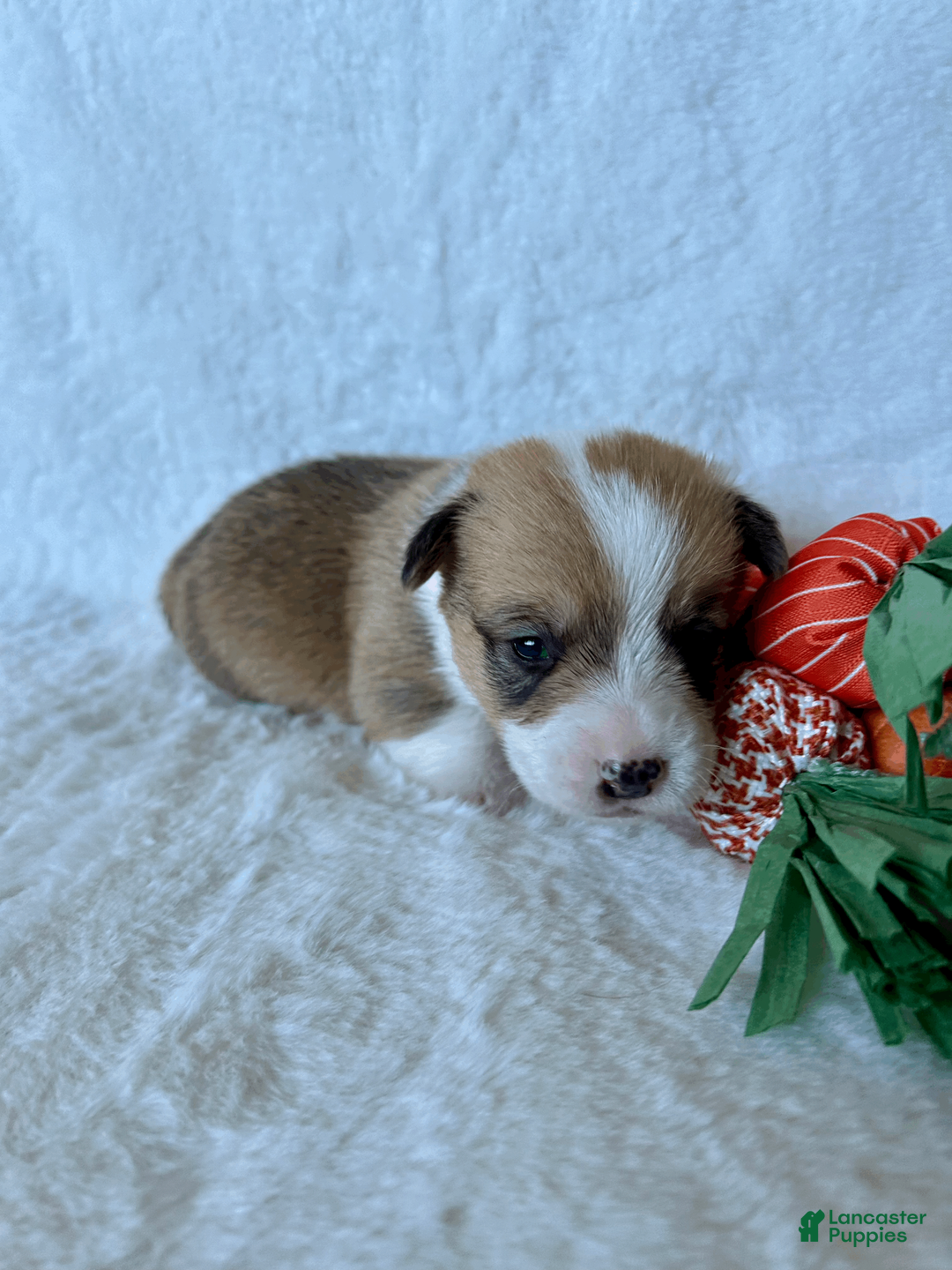 Welsh Corgi Pembroke dogs for sale: Welsh Corgi Pembroke Puppy 2 - Ad 2