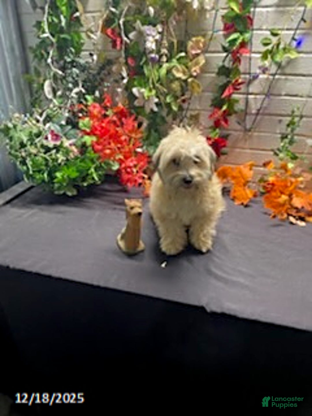 Havapoo dogs for sale: Blondie - Ad 12