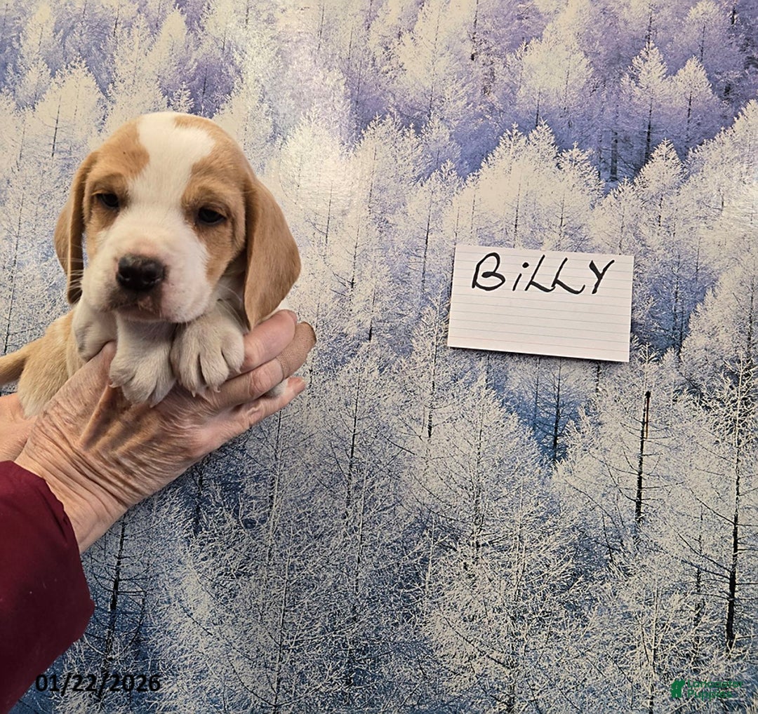 Beagle dogs for sale: Billy - Ad 2