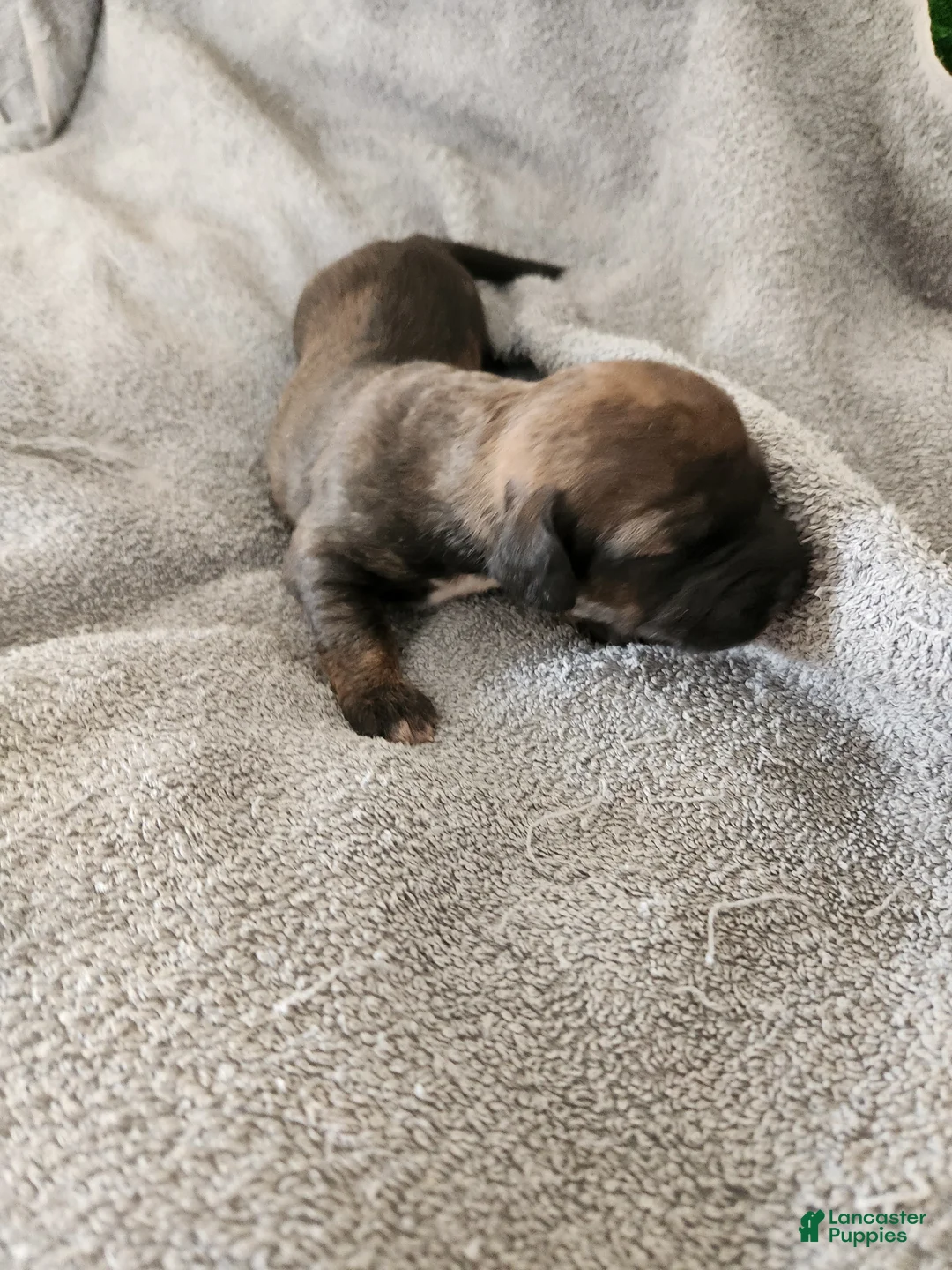 Mixed Breed dogs for sale: Brown Merel Girl. Beautiful colors  - Ad 2