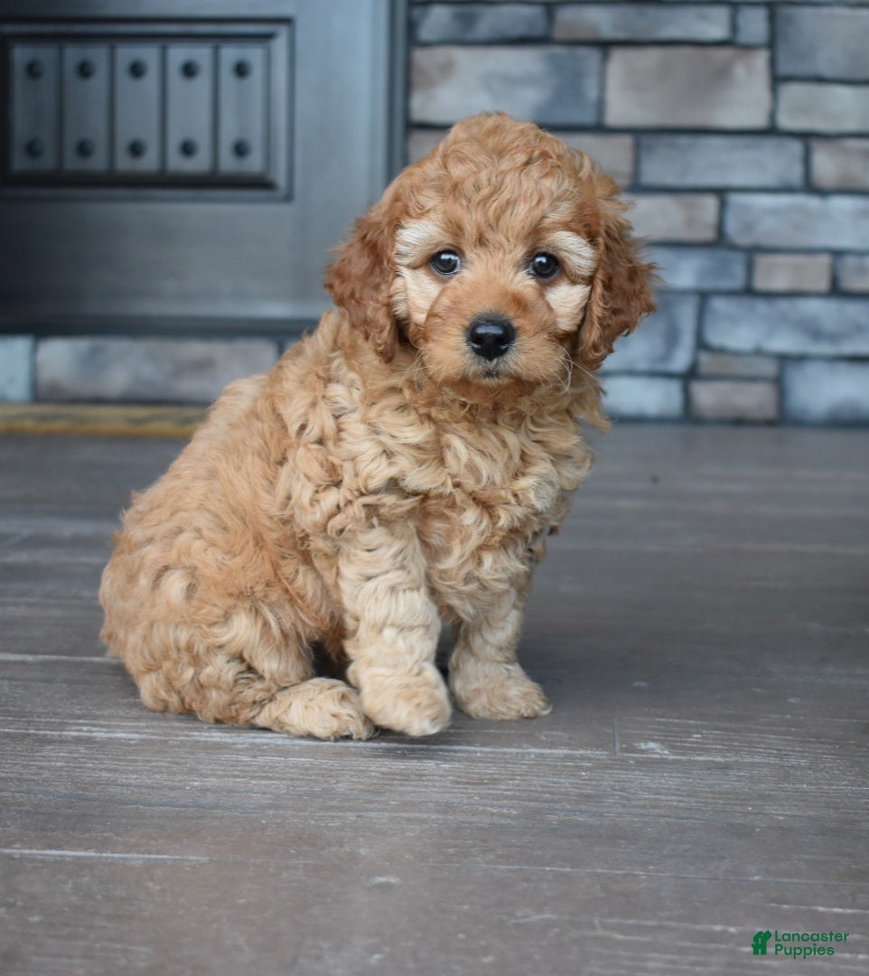 Mini Goldendoodle dogs Willow - Ad 1