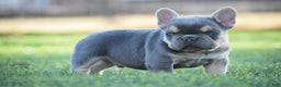 French Bulldog dogs for sale: French Bulldog Puppy 4 - Ad 2