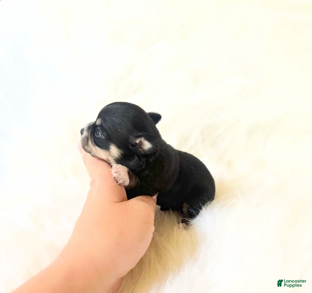 Chihuahua dogs for sale: AKC Riley - Ad 2