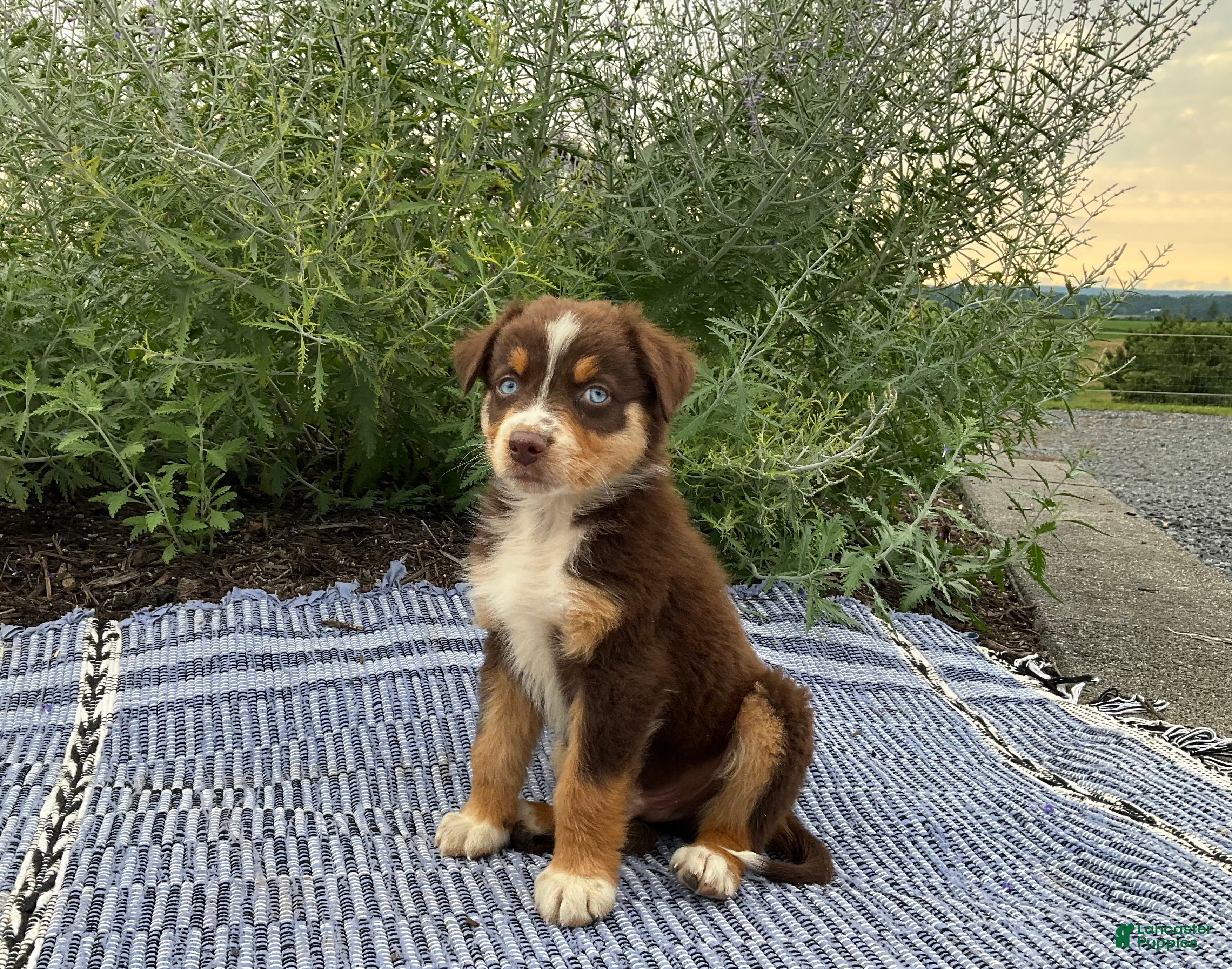 Australian Shepherd dogs Jaxson - Ad 1