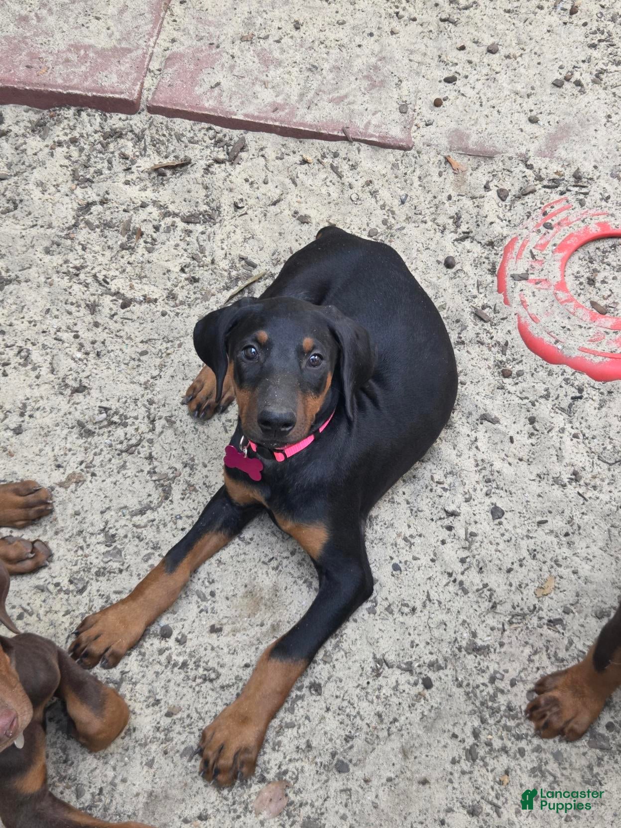 Doberman Pinscher dogs Nova - Ad 1
