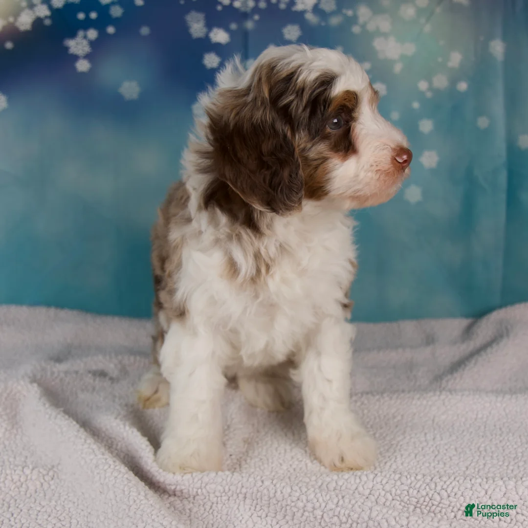 Mini Bernedoodle dogs for sale: Carolyn - Ad 7