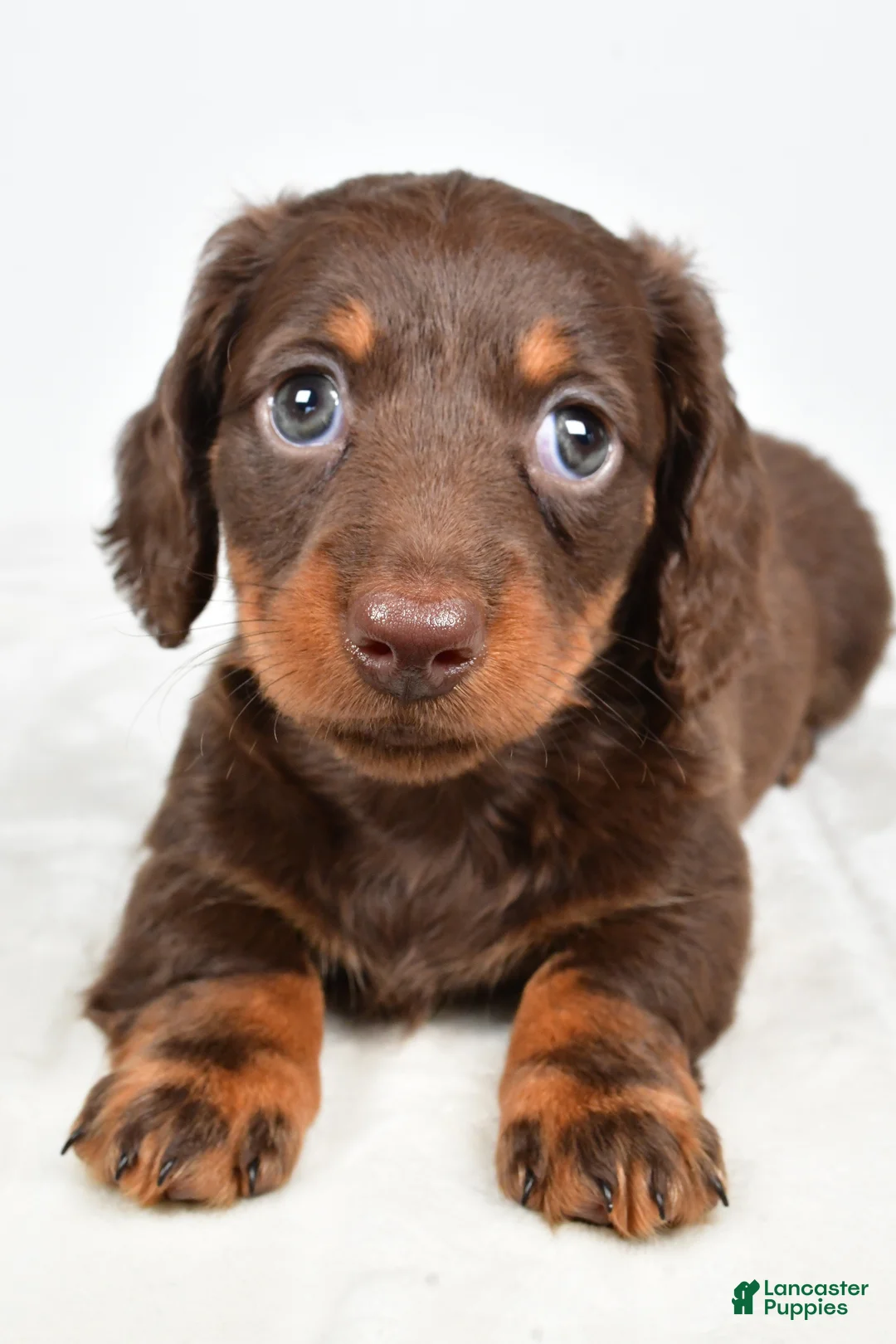 Miniature Dachshund dogs for sale: Dixie - Ad 2