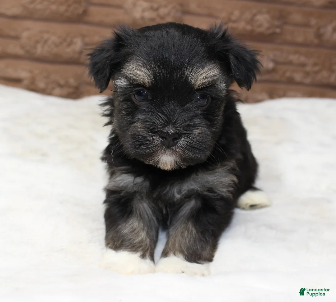 Havanese dogs for sale: Rocky - Ad 2