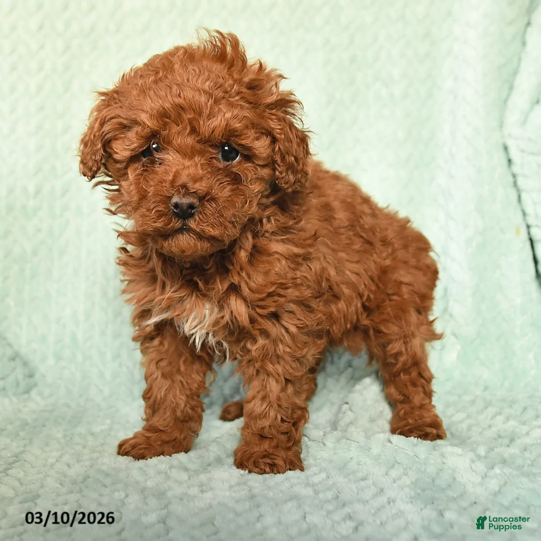Toy Poodle dogs for sale: Nancy - Ad 2
