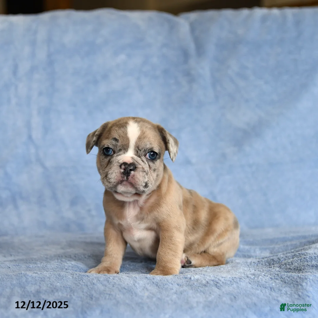 French Bulldog dogs for sale: Yackson - Ad 3
