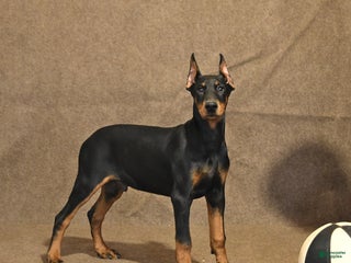 Doberman Pinscher dogs - Ad 2