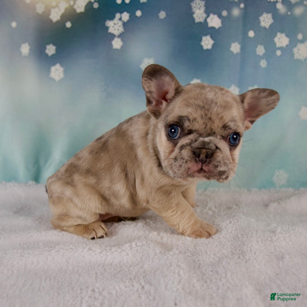 French Bulldog dogs for sale: Macy - Ad 2