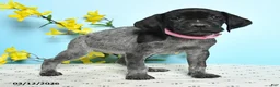 German Shorthaired Pointer dogs for sale: Tess - Ad 4