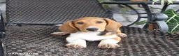 Mixed Breed dogs for sale: Copper - Ad 3