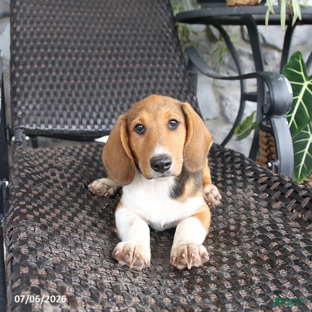 Mixed Breed dogs for sale: Copper - Ad 3