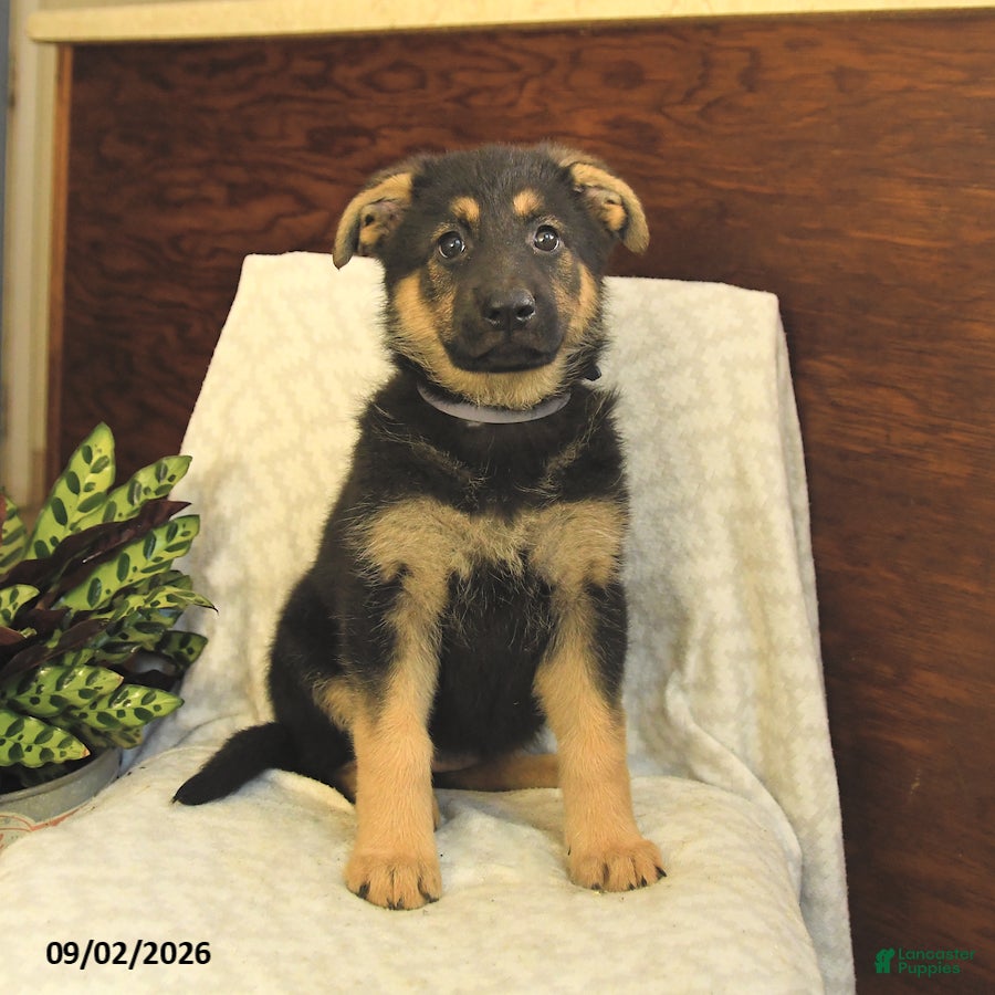 German Shepherd dogs Milly - Ad 1