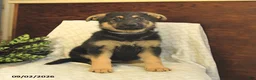 German Shepherd dogs for sale: Milly - Ad 1