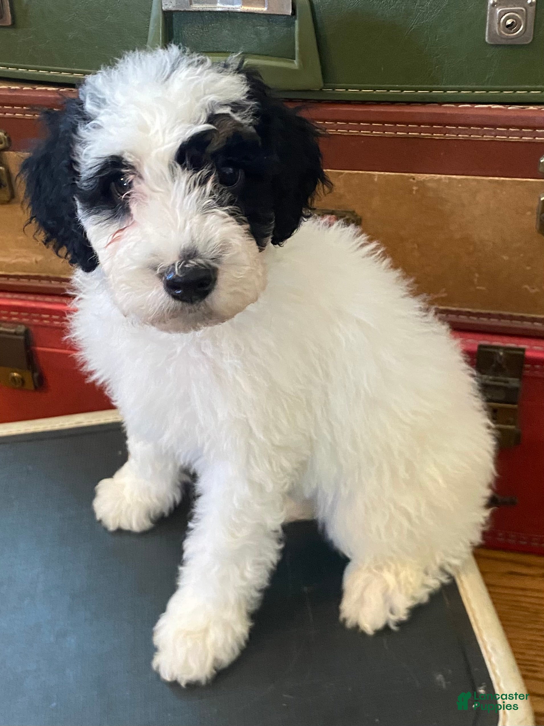 Mini Bernedoodle dogs Peppermint Patty - Ad 21