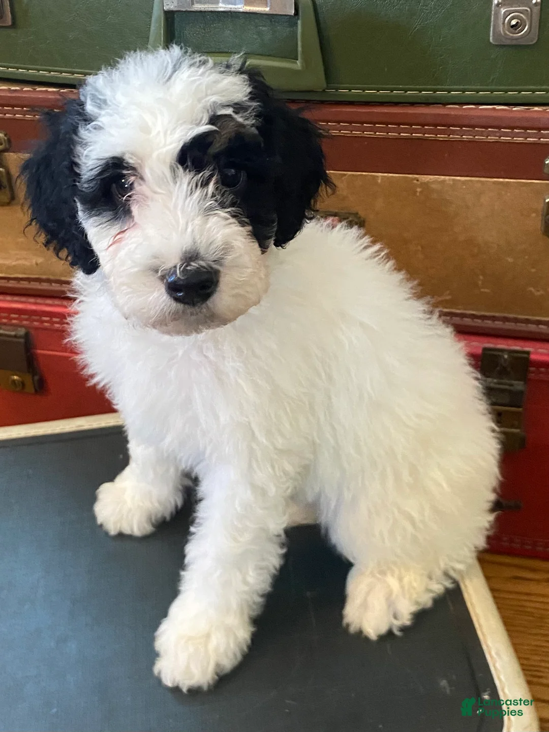 Mini Bernedoodle dogs for sale: Peppermint Patty - Ad 1