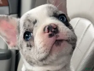 French Bulldog dogs for sale: Journey - Ad 2