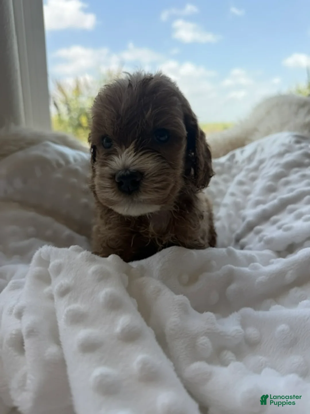 Mini Goldendoodle dogs for sale: Baxter - Ad 2