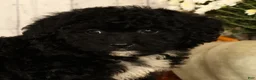 Mini Bernedoodle dogs for sale: Gina - Ad 9