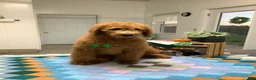 Goldendoodle dogs for sale: Goldendoodle 1 Rascal - f1b   - Ad 4