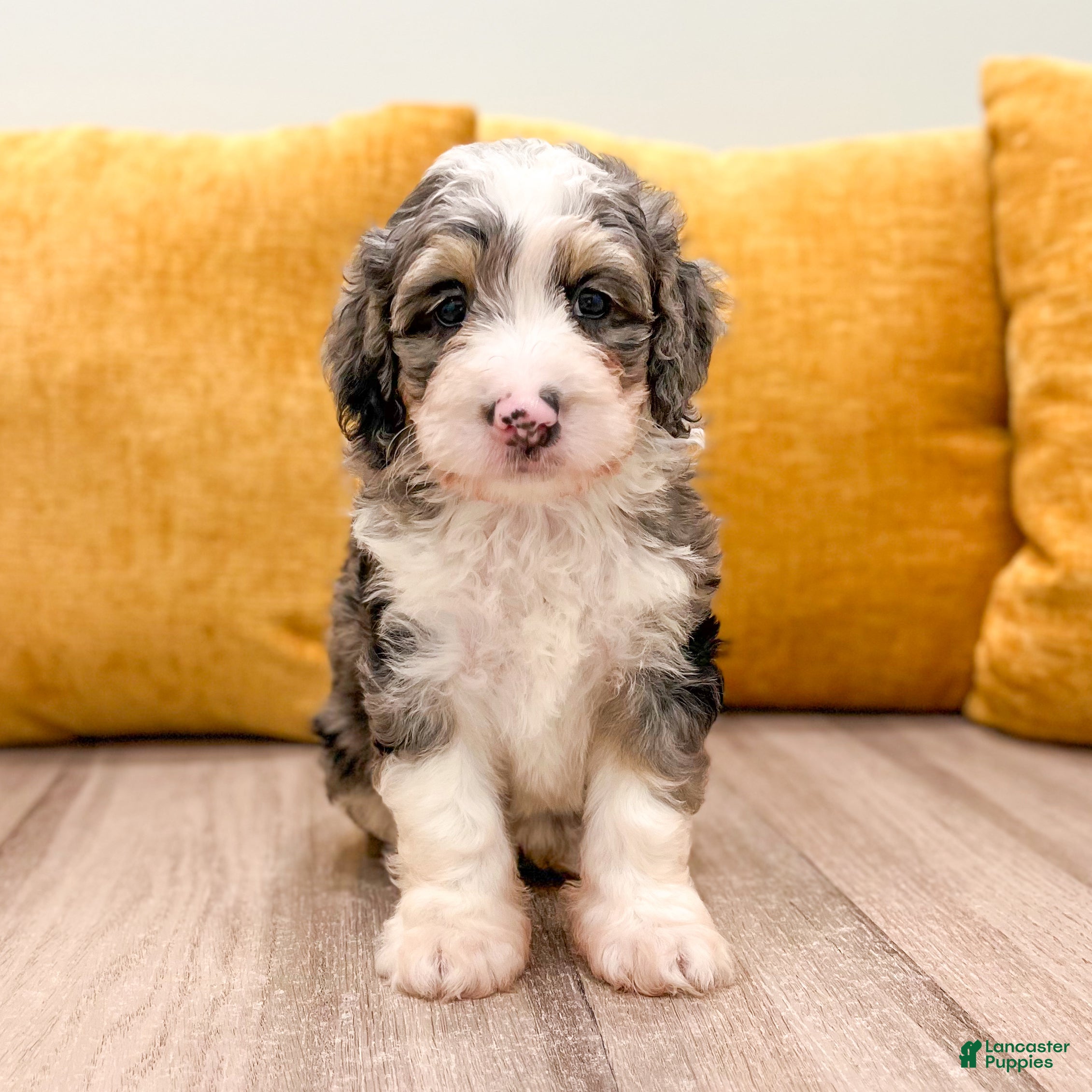 Mini Bernedoodle dogs Aspen  - Ad 1