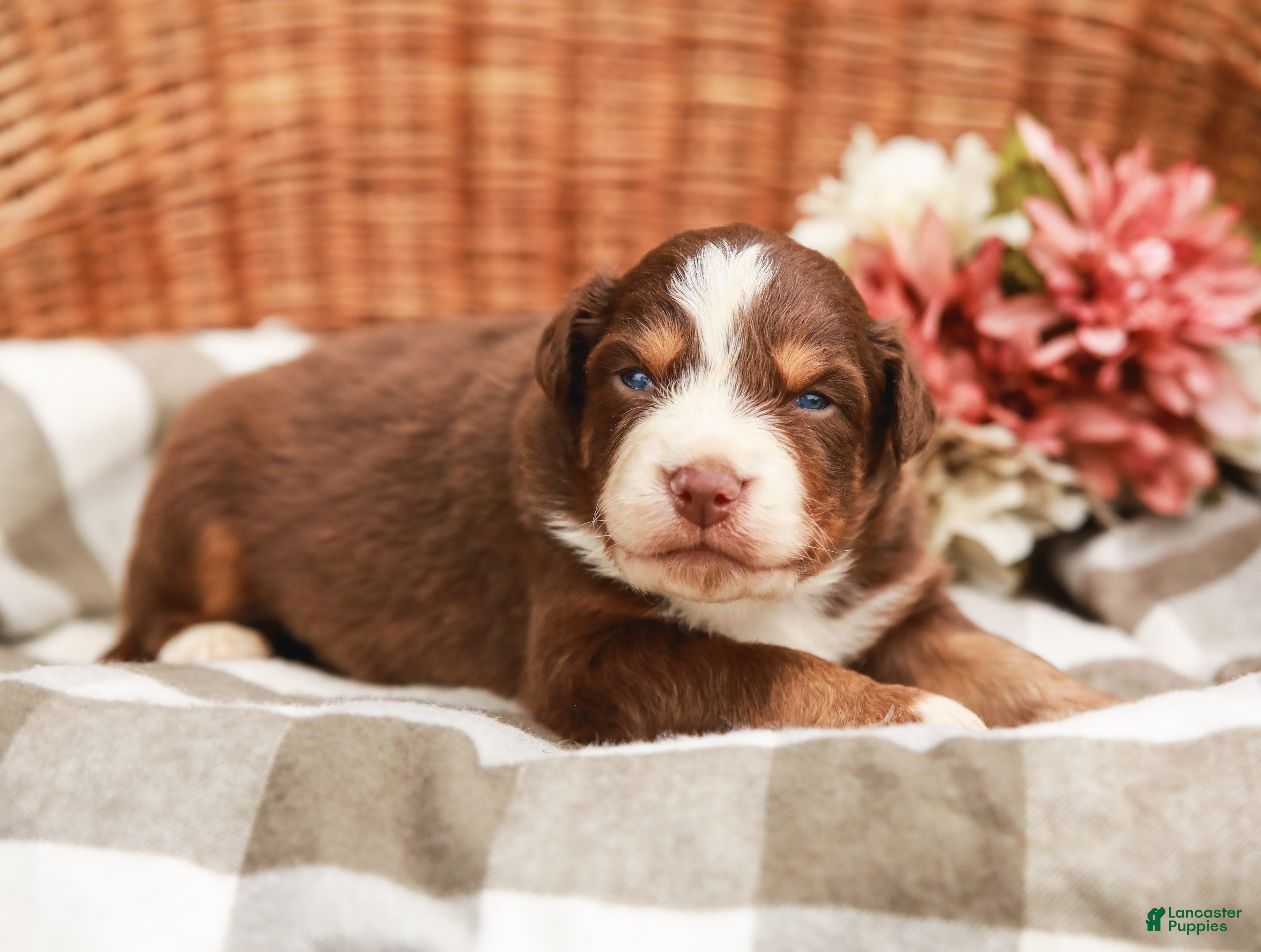 Australian Shepherd dogs Drew - Ad 1