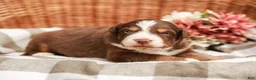 Australian Shepherd dogs for sale: Drew - Ad 1