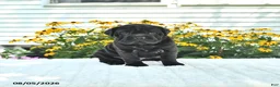 Mini Hippo dogs for sale: Jenny - Ad 1