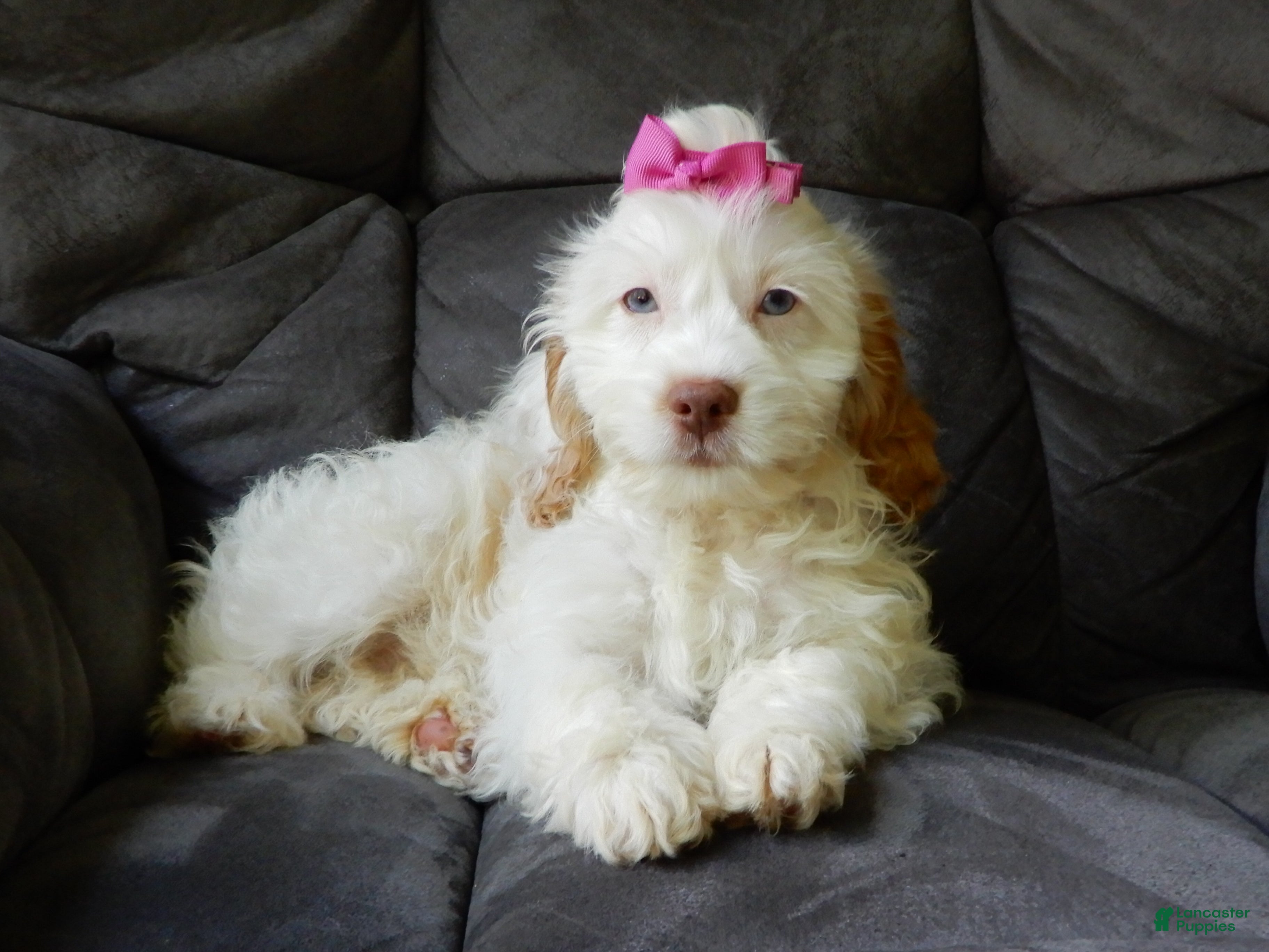 Cockapoo dogs for sale: Maci - Ad 3