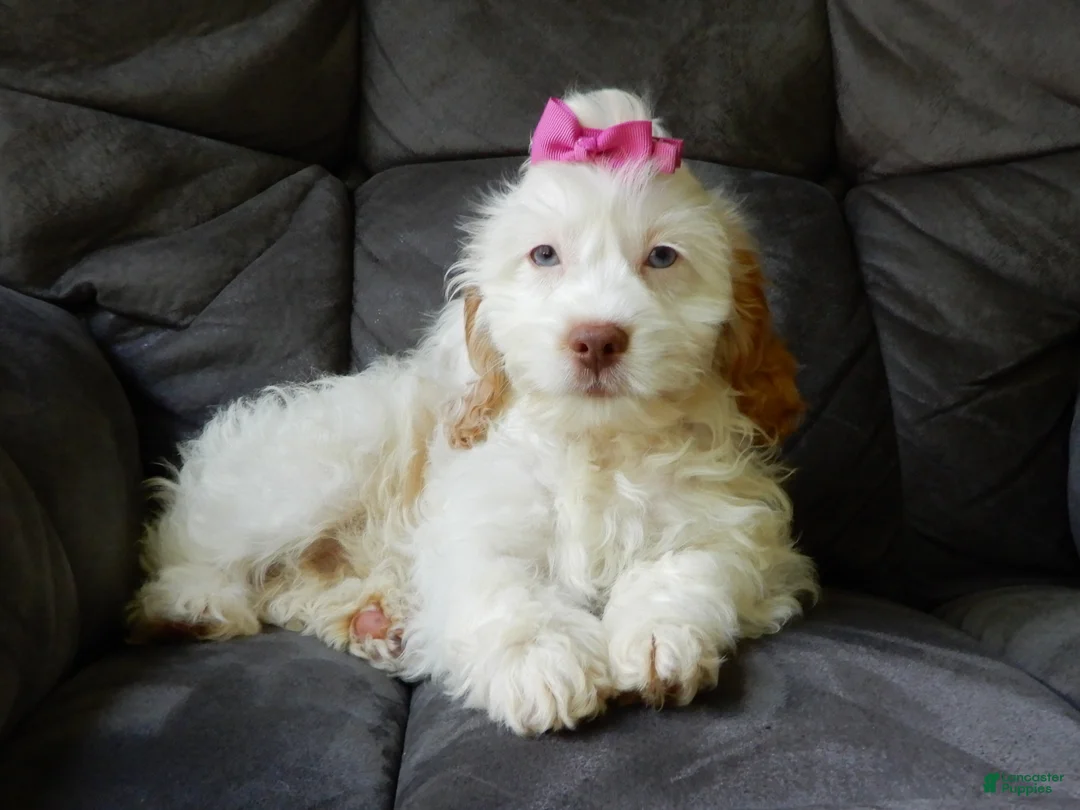 Cockapoo dogs for sale: Maci - Ad 1
