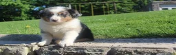 Australian Shepherd dogs for sale: Australian Shepherd Puppy 5 - Ad 6