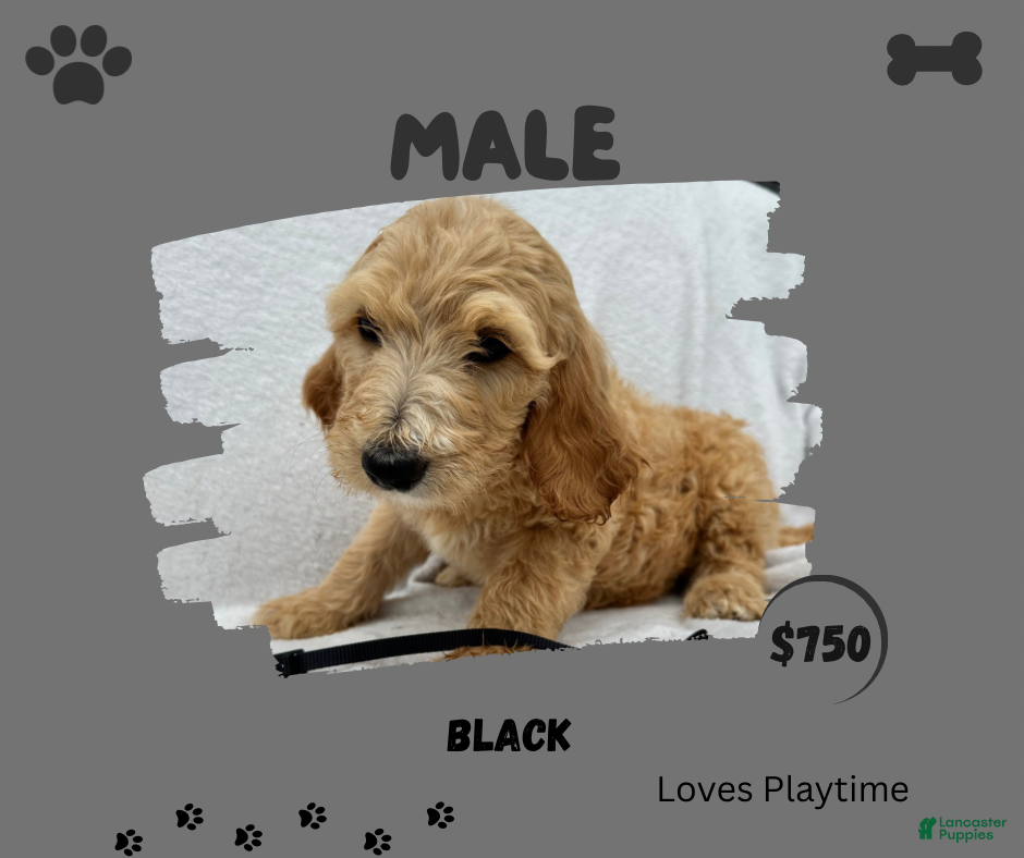 Goldendoodle dogs Goldendoodle 4 - Ad 12