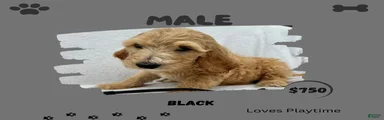 Goldendoodle 4