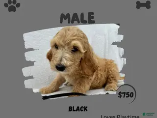 Goldendoodle dogs Goldendoodle 4 - Ad 12