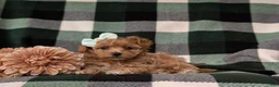 Maltipoo dogs for sale: Simone 6 lbs Full Grown - Ad 6