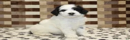 Mini Bernedoodle dogs for sale: Kirby - Ad 4