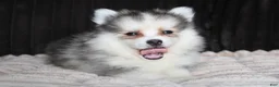 Pomsky dogs for sale: Drake - Ad 19