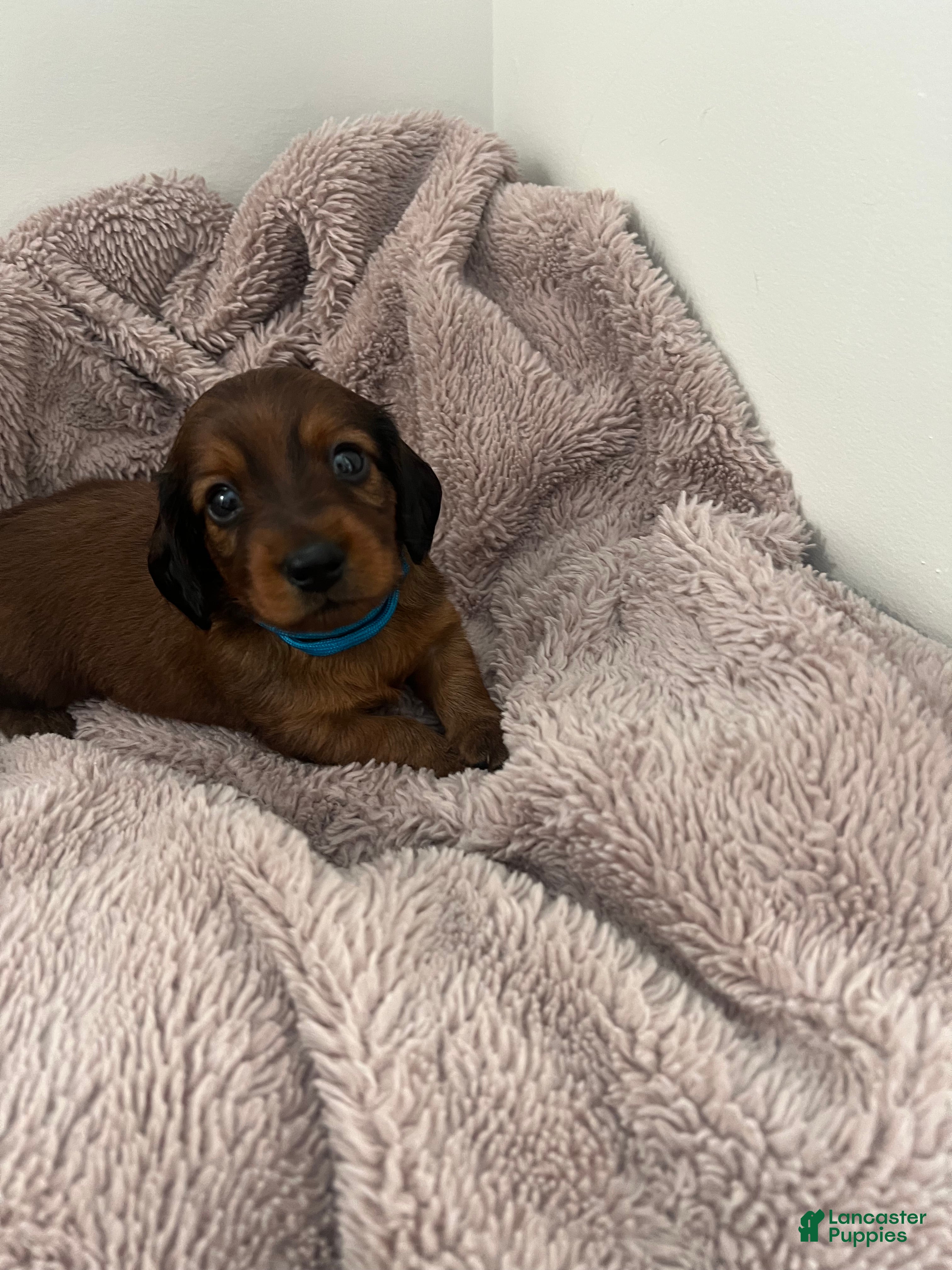 Miniature Dachshund dogs Russet - Ad 2