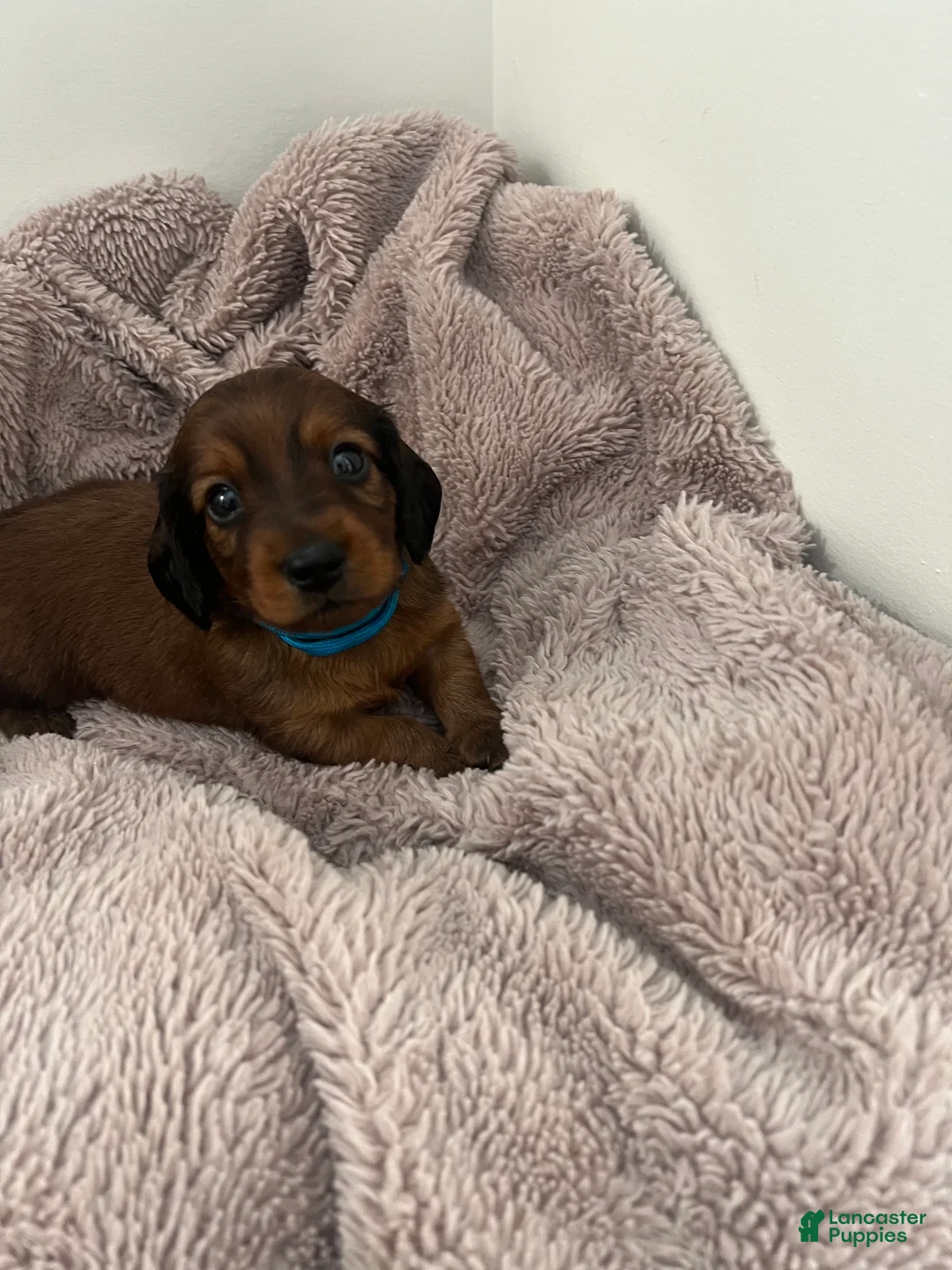 Miniature Dachshund dogs for sale: Russet - Ad 2