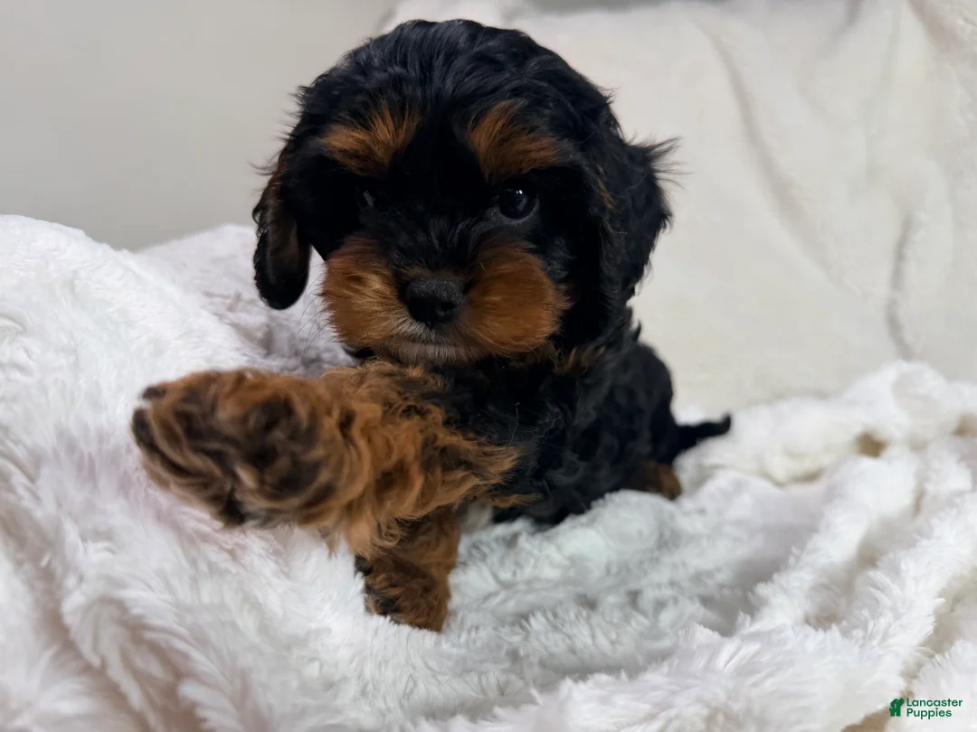 Cavapoo dogs for sale: Reese 💙 - Ad 1