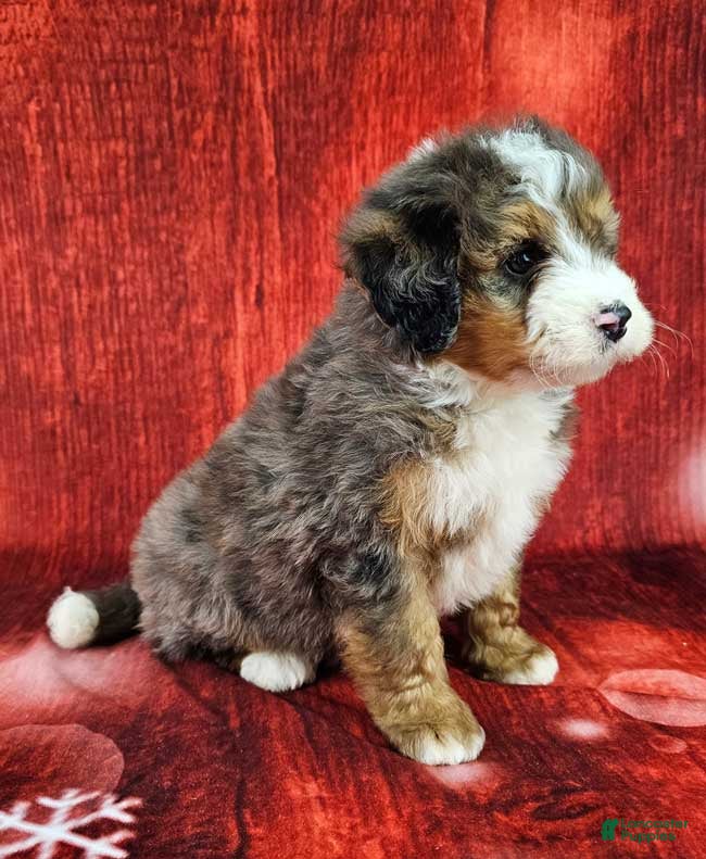 Mini Bernedoodle dogs London - Ad 2