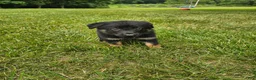 German Shepherd dogs for sale: Cassie - Ad 5