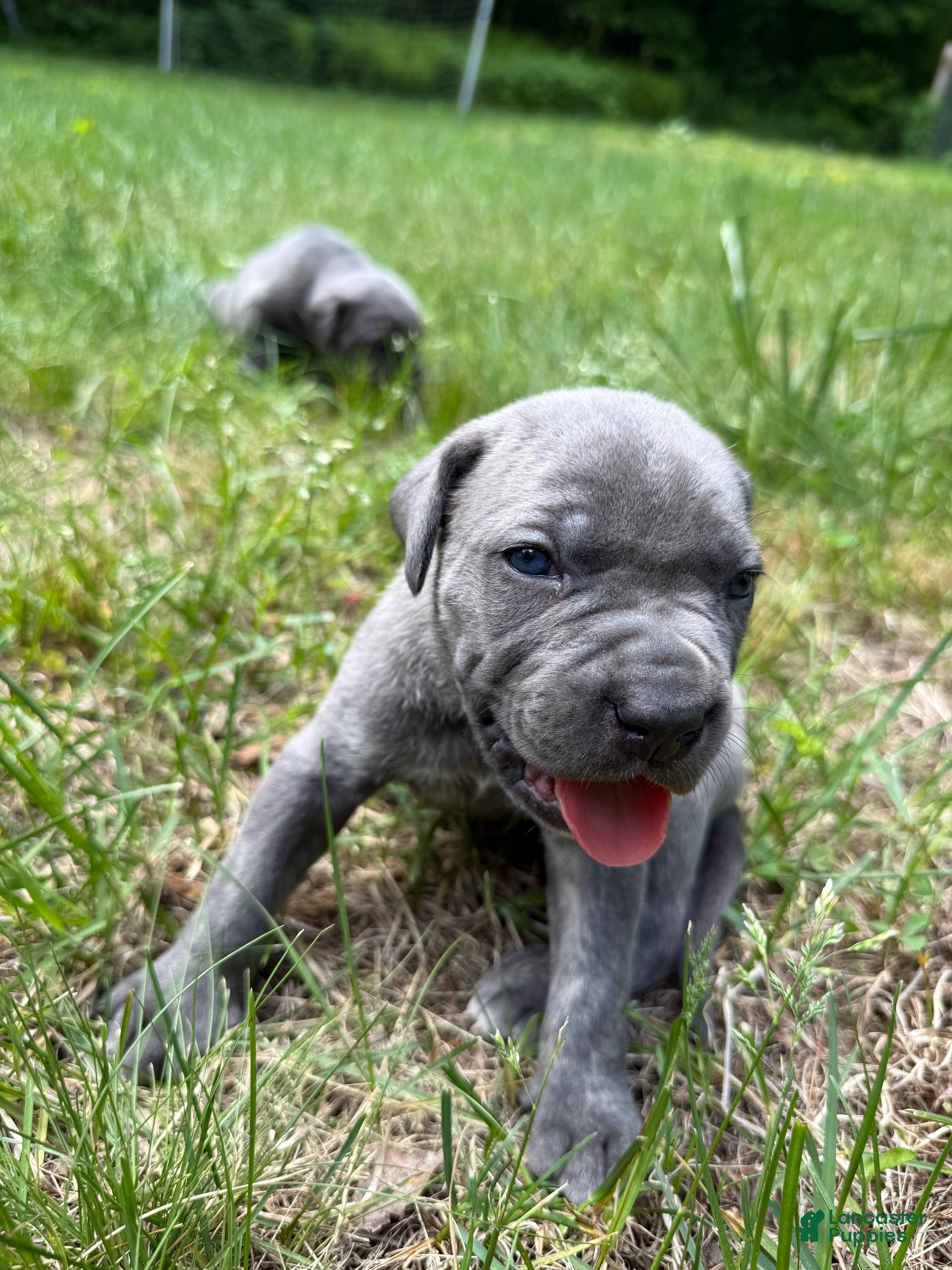 Cane Corso dogs Cane Corso Puppy 3 - Ad 19